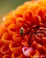 Objetivo macro de focal fija Sony FE 100mm F2.8 G-Master negro para montura E - Imagen 3