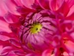 Objetivo macro de focal fija Sony FE 100mm F2.8 G-Master negro para montura E - Imagen 6